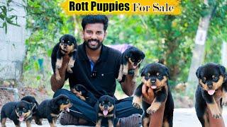 Rottweiler puppies FOR SALES | Dog kennel in Tamil Nadu | Dog for sales | Rottweiler | 6381065327