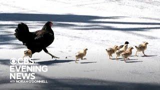 How feral chickens rule the roost in Key West