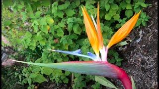 Introducing ‘Nearly Naked’ Bird of Paradise