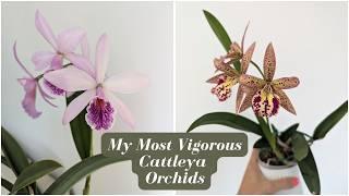 Fastest Growing & Most Vigorous Cattleya Hybrid Orchids | Richard Mueller 2024 Update