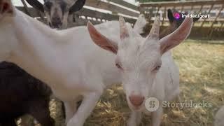 Goat Farming 101: Perfect for New Farmers!