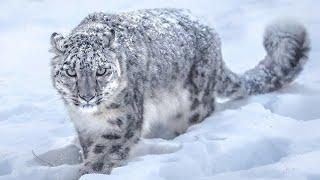 Snow Leopard / snow leopard hunting mountain goat