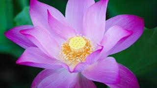 Lotus LOTUS [Flowers/Ornamental/ASMR/Relaxing BGM]