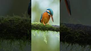 Kingfisher Dives Into Water To Hunt Fish #youtubeshorts  #short