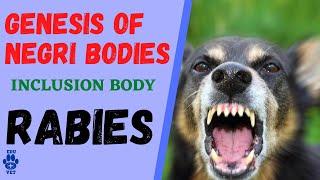 Genesis of Negri Bodies-Rabies