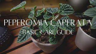 PEPEROMIA CAPERATA | The basic care guide