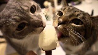 Cats gets brain freeze Compilationn