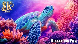 Aquarium 8K Ultra HD  Rare & Colorful Sea Life with Relaxing Music