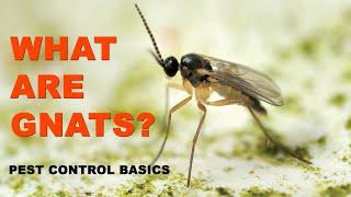 Pest Control Basics: What Are Gnats?