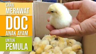 Panduan Merawat DOC Anak Ayam Baru Beli untuk Pemula