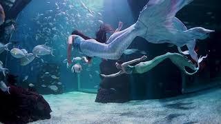 ‍️‍️‍️ Mermaids at Jakarta Aquarium & Safari ‍️‍️‍️