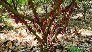 Kebun Cacao/Coklat yg saya pangkas ..