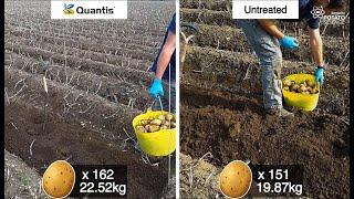 QUANTIS potato biostimulant split field trials 2021