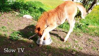 Path to happiness: Be curious! | Minihorse playing with feeding bowl | slow living, little Wisdoms