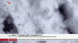 Казбек Гозюмов: «Снежные блохи» безопасны для человека и животных