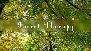 Autumn Therapy  Healing Frequency Warm Morning & Birds | Positive Energy Forest Ambience Meditation