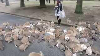 Rabbits On Okunoshima Island Swarm Tourist