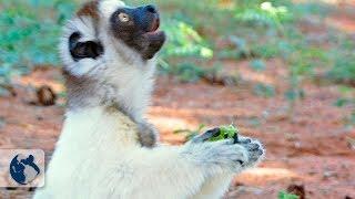 Lemurs of Madagascar. Part 1