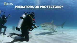 Sharks: Misunderstood Heroes | Mission Critical | हिंदी | Full Episode | S1 - E3 | Nat Geo Wild