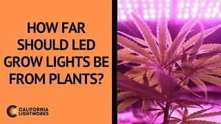 How Far Should LED Grow Lights Be From Plants? - FAQ