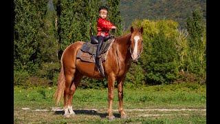 Иван Сергеевич Тархов, 5 лет, казачья джигитовка