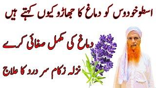 Ustukhudus k fawaid | lavender flower benefits in Urdu | Ustukhuddus Benefits | اسطوخودوس کے فوائد