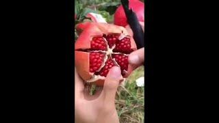 Cut Pomegranate 0% Waste using Afghan Method | Afghanistan Anar