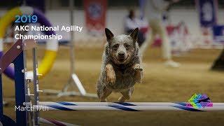 AKC 2019 National Agility Championships