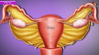 Anatomy of Uterus - Parts and position, Blood supply, Nerve supply, Lymphatic drainage - Part 1