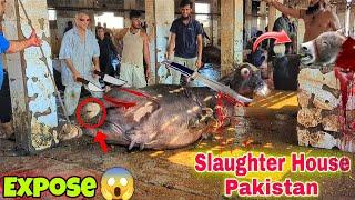 Anari Kasai 2024 || Slaughter House Bhains Colony Full Exposed || Biggest Slaughter House Pakistan 