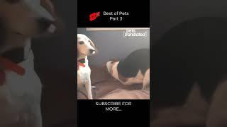 Best of Pets - Part 3 #shorts