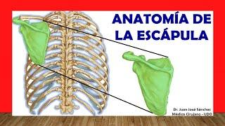  Anatomía de la ESCÁPULA (Omóplato). ¡Fácil, Rápida y Sencilla!