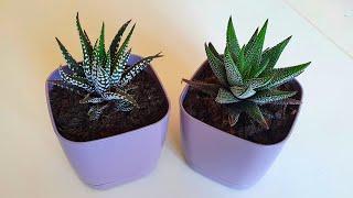 Haworthia Bitkisi Dekoratif Saksı Değişimi │ Decorative Pot Change of Haworthia Plant