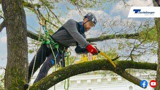 TEUFELBERGER Ambassador Treeclimbing Competition