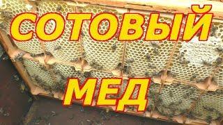 СОТОВЫЙ МЕД. Как ПЧЕЛЫ строят СОТЫ.