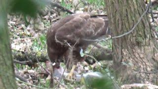 Air Rifle Hunting, A Session For The Greys And A Pair Of Buzzards Enjoying A Breakfast Of Squirrel