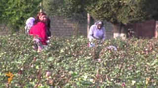 Underpaid And Underage In Tajikistan's Cotton Fields (Radio Free Europe/Radio Liberty)