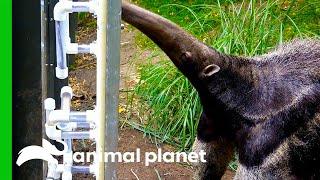 Giant Anteater Gets New Transparent Feeding Tubes To Showcase Her Tongue Skills | The Zoo