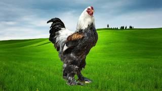 Chicken breeds - Brahma light,bso,blue light,white,blue,dark,blue light splash - AGROKOTA.GR