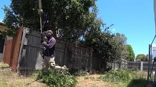 Trimming Overgrown Branches over the Fence | Stihl KM130r