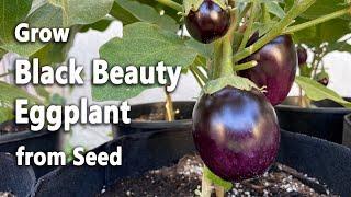 How to Grow Eggplants from Seed in Containers | Black Beauty Eggplant | Easy planting guide