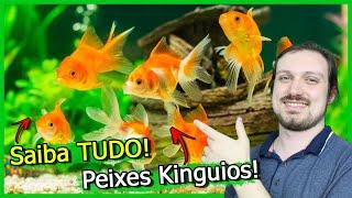 Saiba TUDO Sobre o Peixe KINGUIO!