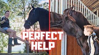 Perfect help. Inside at night! Forgot a halter. How is Reintje? | Friesian Horses