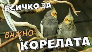 ВСИЧКО, КОЕТО ТРЯБВА ДА ЗНАЕМ ЗА ПАПАГАЛИТЕ КОРЕЛИ