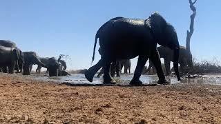 The Elephant bath   by George van Gils