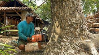 The first tree crossed the river, the second tree leaned towards the house‼️