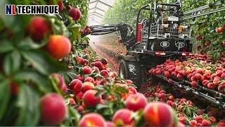 How US Farmers Use Robot To Harvest 100 Million Tons Of Peaches In Agriculture