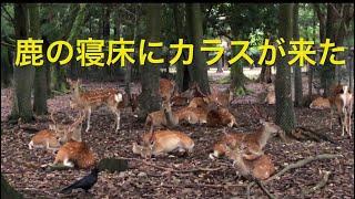 Nara  Japan  奈良公園で鹿の泊まり場、早朝の寝床は鹿だらけ。