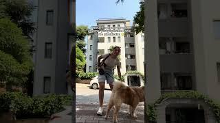 Dog walker olmayı çok seviyorum #vlog #fyp