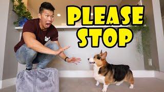 Acting Scared of My CORGI Dog — His Reaction || Life After College: Ep. 703